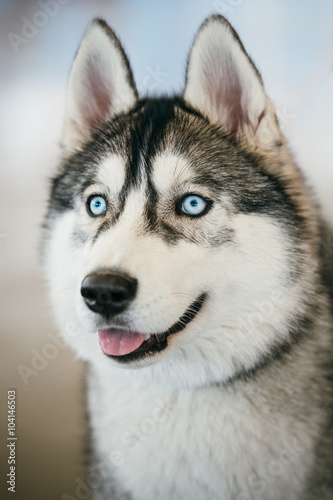 Blue-eyed Gray Adult Siberian Husky Dog portrait