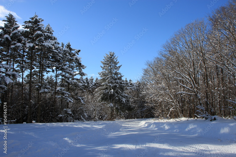 Fototapeta premium 冬の森