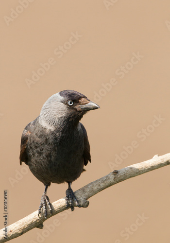 Western jackdaw on perch with clean background, Hungary, Europe