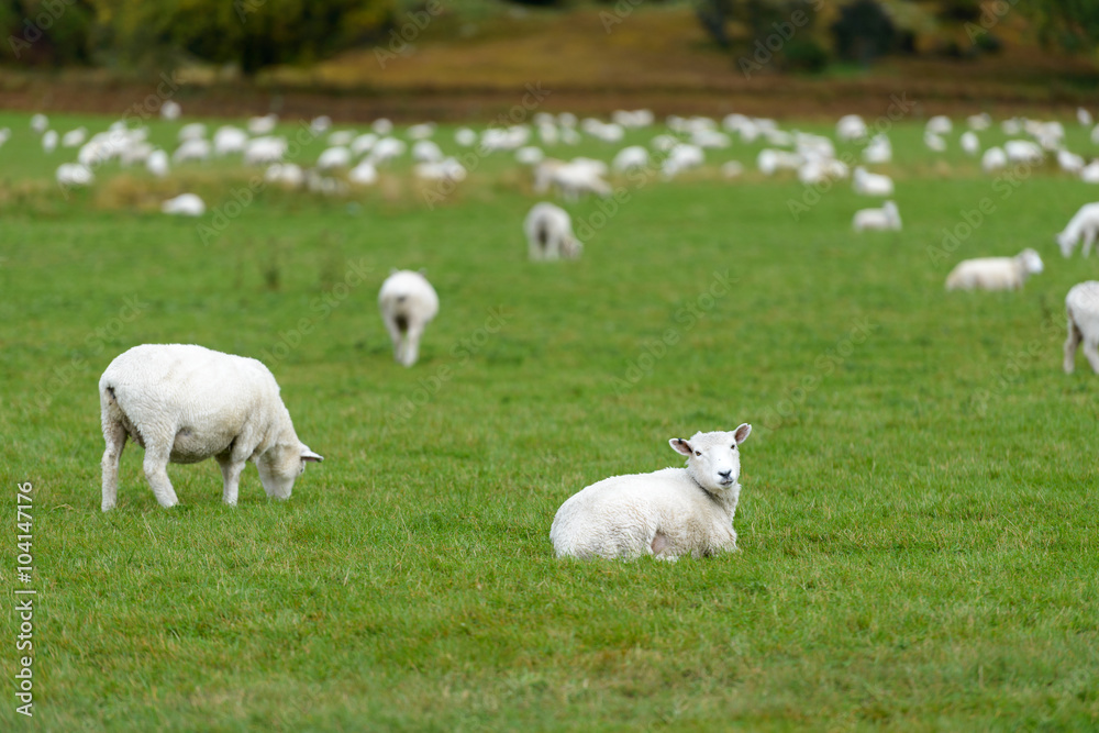 Sheep with New Zealand Landscape Sheep with New Zealand Landscape