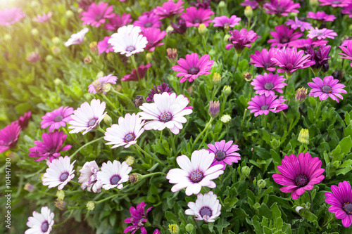 beautiful pink gerbera flower on nature green background © nopparats