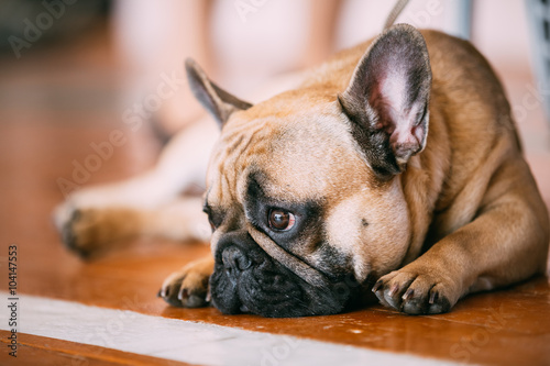 Sad Lovely Dog French Bulldog sitting on floor indoor © Grigory Bruev