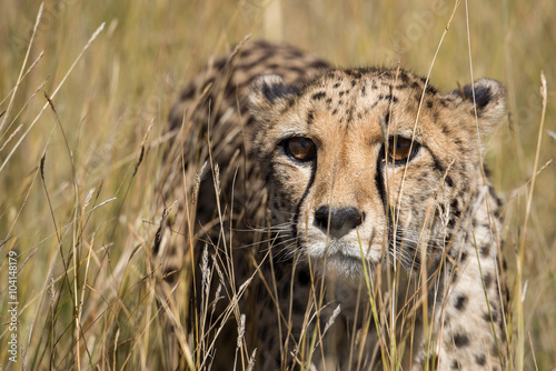Cheetah portrait in tall grass