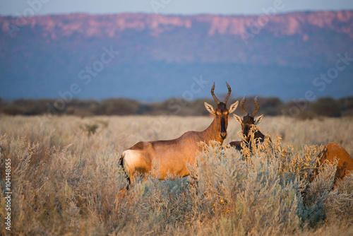 Red Hartebeest