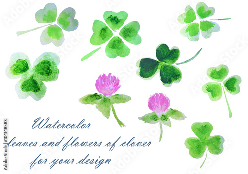 Watercolor leaves and flowers of clover for your design