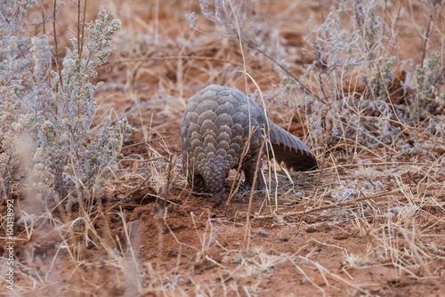 Pangolin