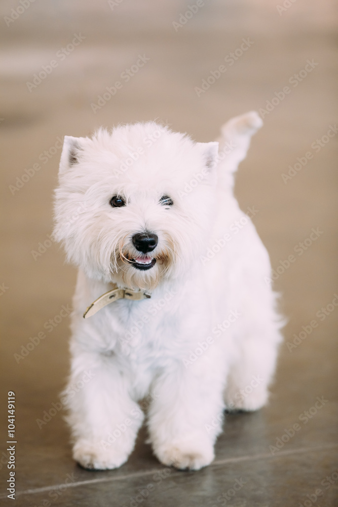 Smiling White West Highland White Terrier, Westie, Westy, Dog