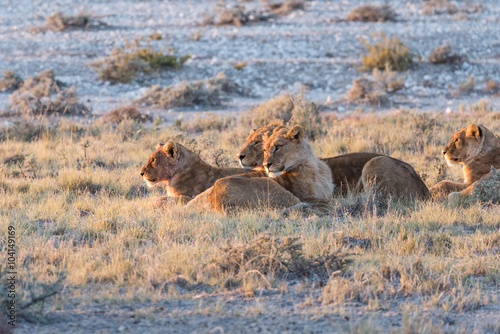 Lion Group in Etosha