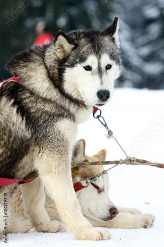 siberian husky