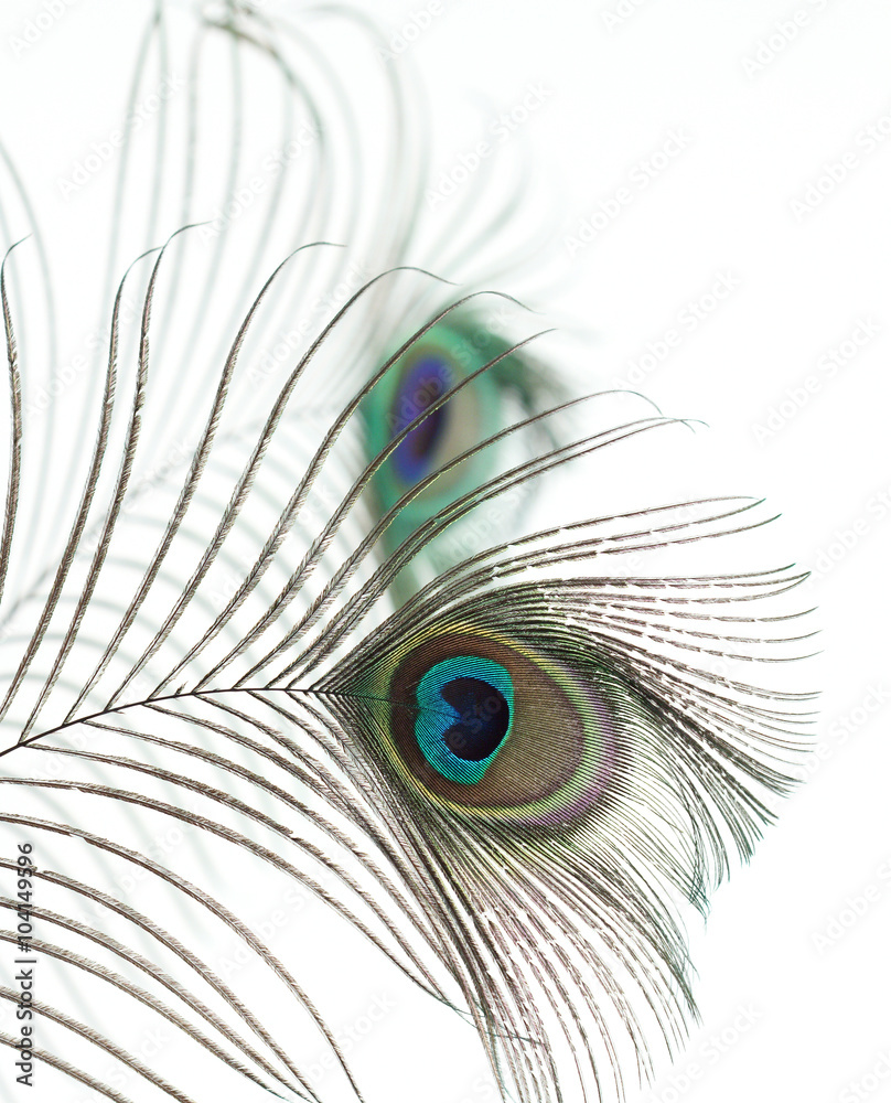 Obraz premium peacock feathers