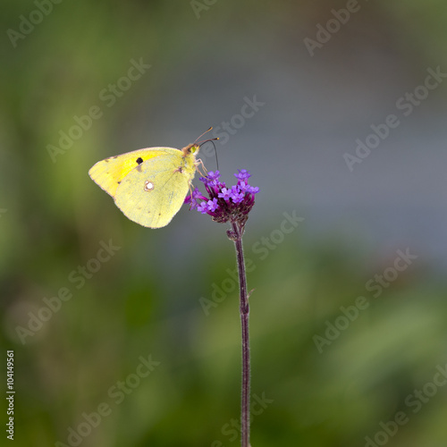Clouded Yellow butterfly nectaring on Red Valerian flowers, Cornwall, England, UK.