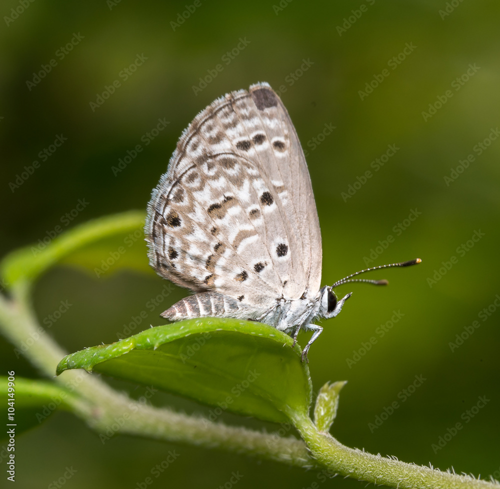 custom made wallpaper toronto digitalbutterfly