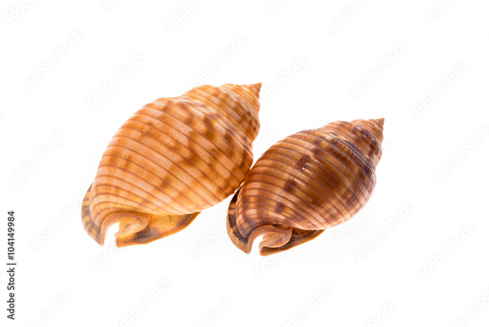 Two Helmet sea shells - Galeodea echinophora. Empty house of sea Two Helmet sea shells - Galeodea echinophora. Empty house of sea