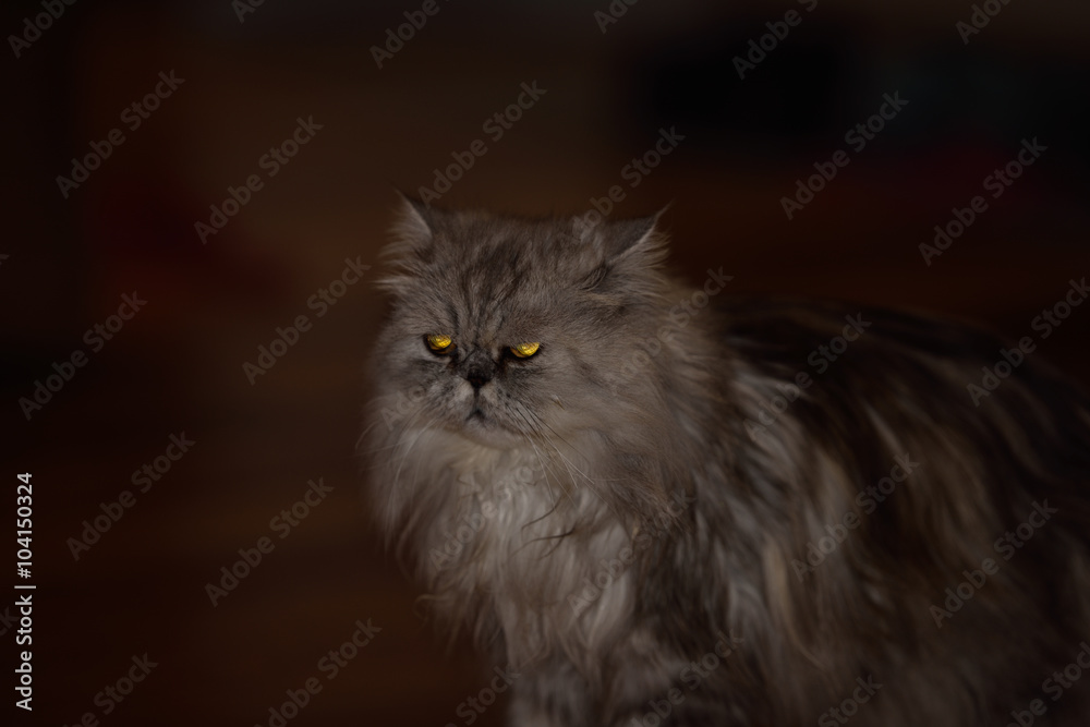 A Persian cat. Persian cats are the glamor pusses of the feline world.