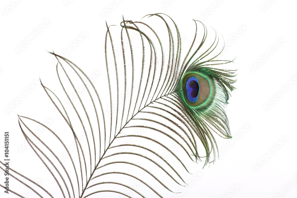 Fototapeta premium peacock feathers