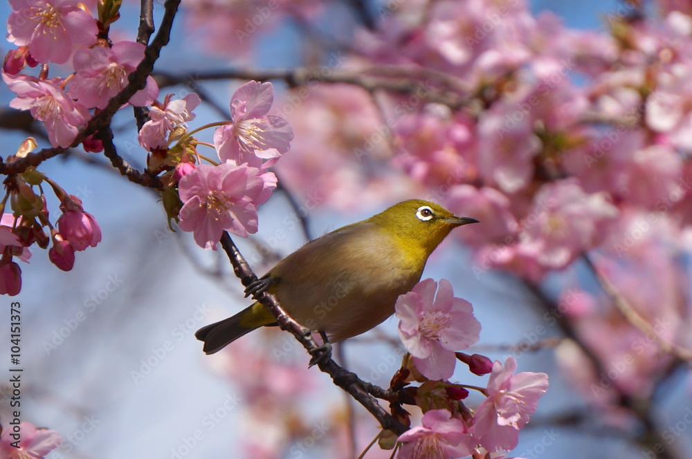河津桜にメジロ 河津桜にメジロ