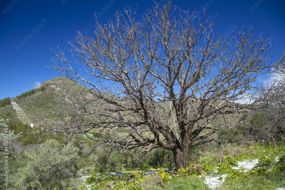 Gran Canaria, Caldera de Tejeda in February Gran Canaria, Caldera de Tejeda in February