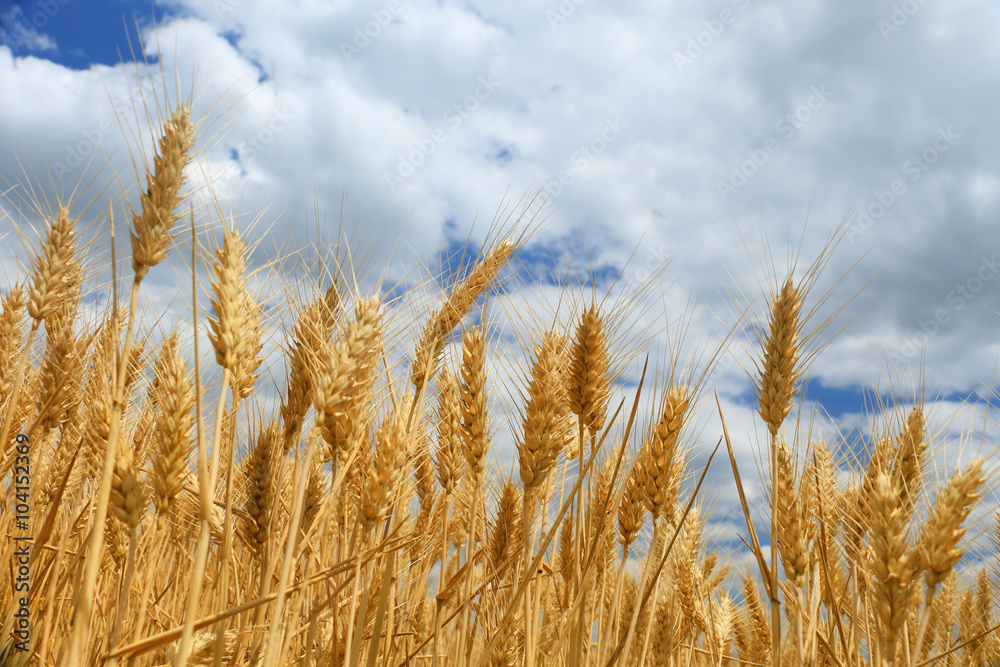 wheat closeup