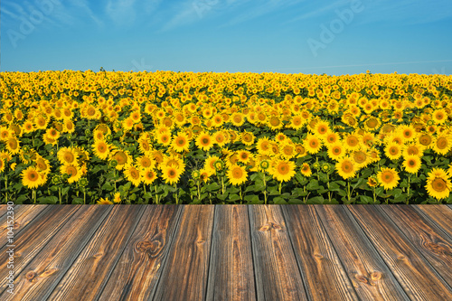 empty wooden table in sunflower field with blue sky. the backgro