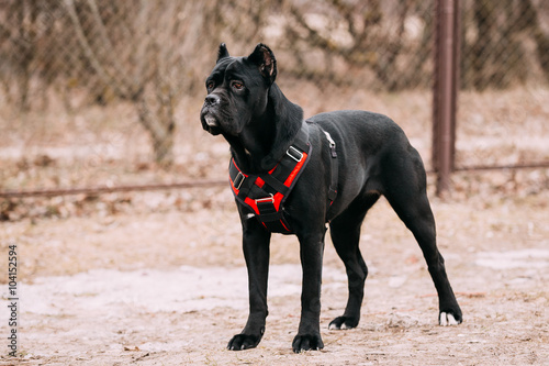 Black Young Cane Corso Puppy Dog Outdoors.