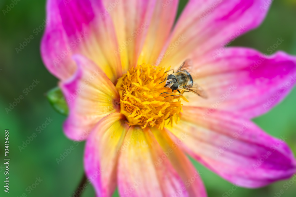 Hoverfly on pink flower in Autumn Hoverfly on pink flower in Autumn