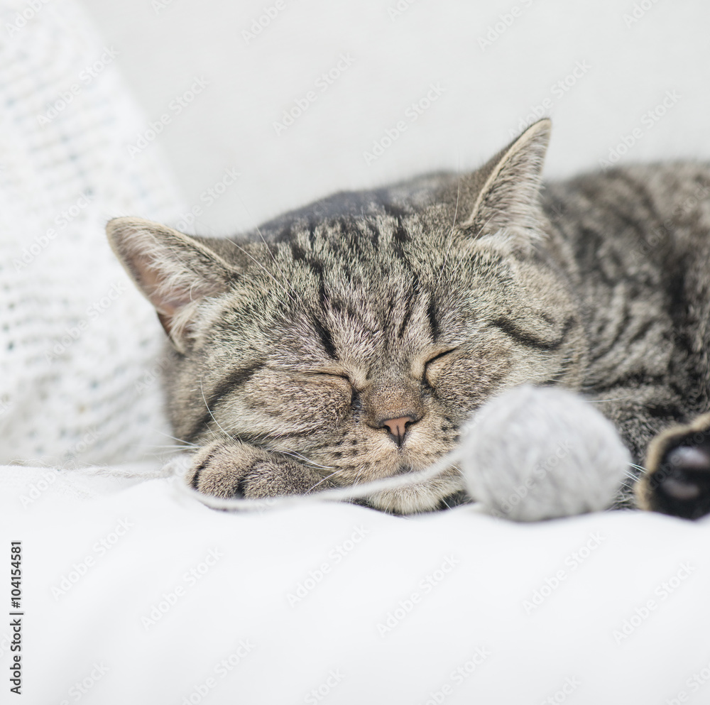 Sleeping tabby cat with ball of yarn
