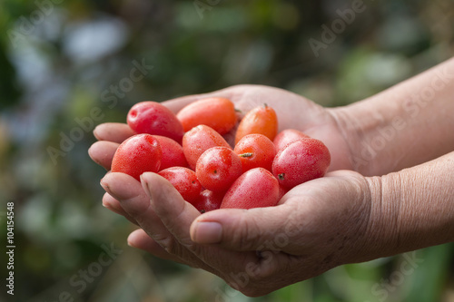 Ripe Elaeagnus latifolia fruits