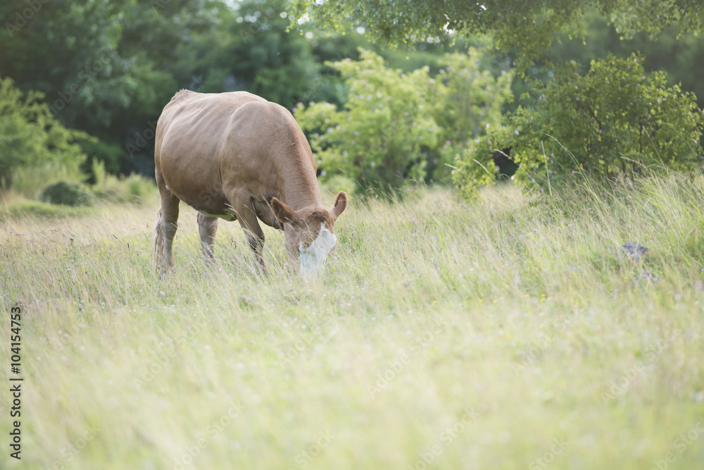 Rural summer farmland with cows in field, Sweden Rural summer farmland with cows in field, Sweden
