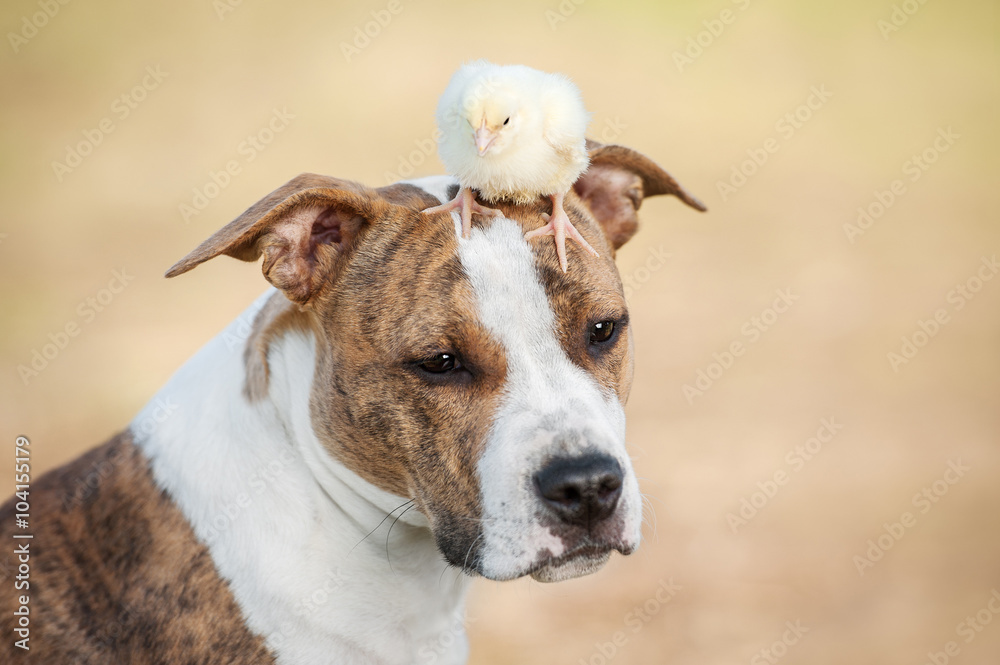 American staffordshire terrier dog with a chick sitting on its head American staffordshire terrier dog with a chick sitting on its head