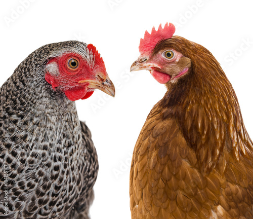 portrait of a hens isolated