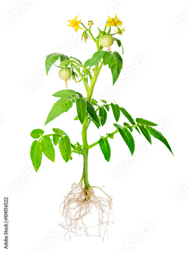 blossoming young seedling of fresh green tomatoes fruit with exp