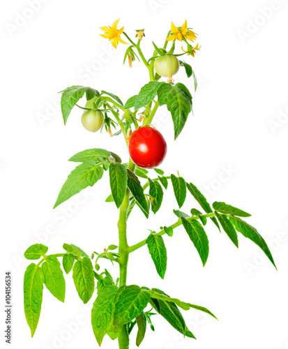 young green seedling of fresh ripe red tomatoes fruit and flower