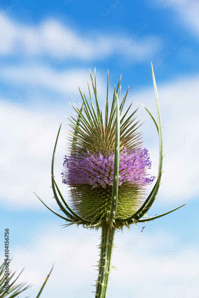 Cardo en Flor - Cardo con flores de color lila purpura en verano con fondo  de cielo azul con nubes algodonosas Stock Photo | Adobe Stock