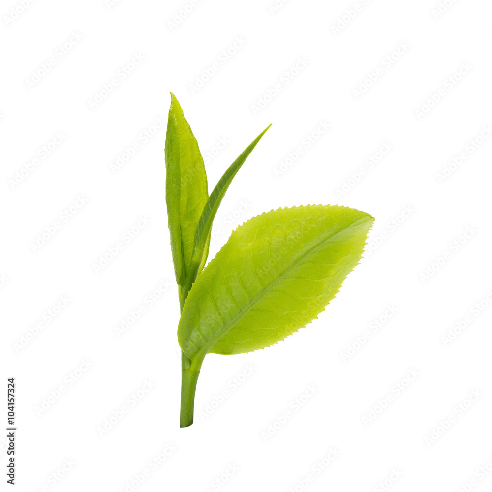 Obraz premium green tea leaf isolated on white background