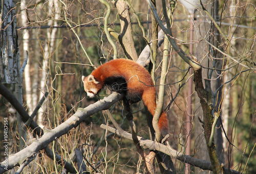 cute fluffy red panda climbing in the branches © mysikrysa