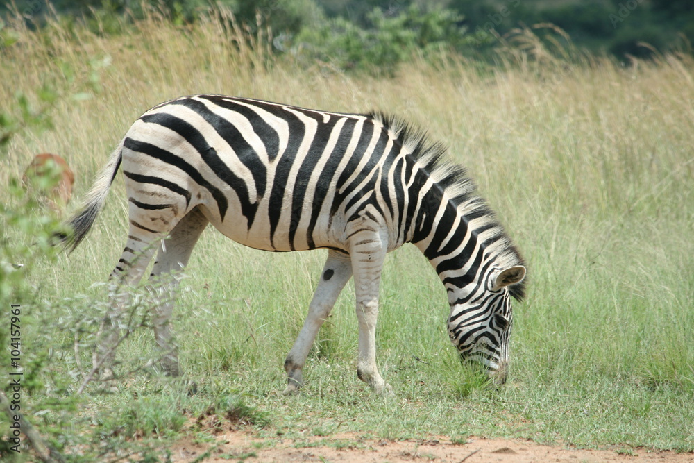Zebra grazing in Pilanesberg Game Reserve Zebra grazing in Pilanesberg Game Reserve
