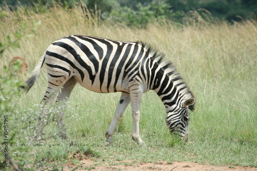 Zebra grazing in Pilanesberg Game Reserve
