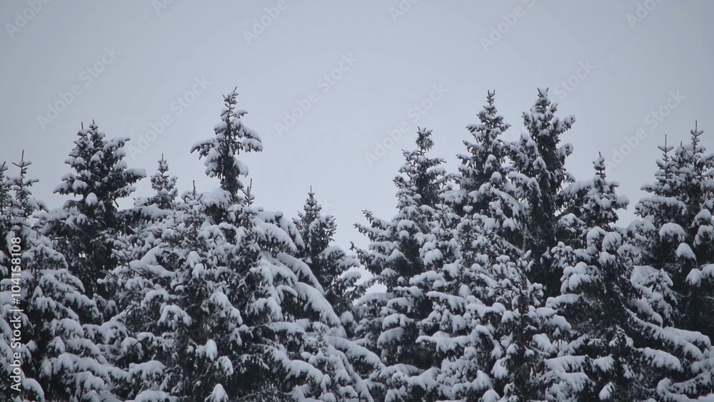 Verschneite Fichten wiegen sich im Wind