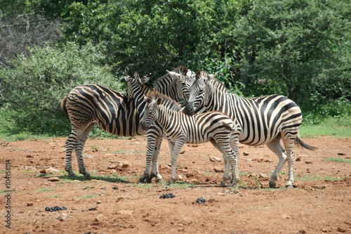 Zebra family of four in Pilanesberg © Irmelamela