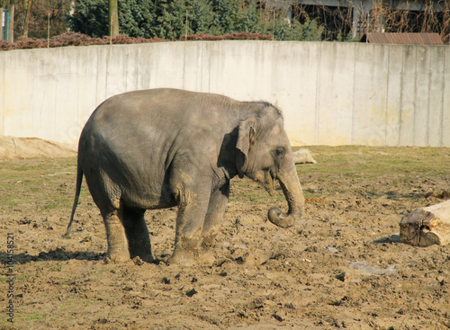 young indian elephant holding a piece of ice in its trunk