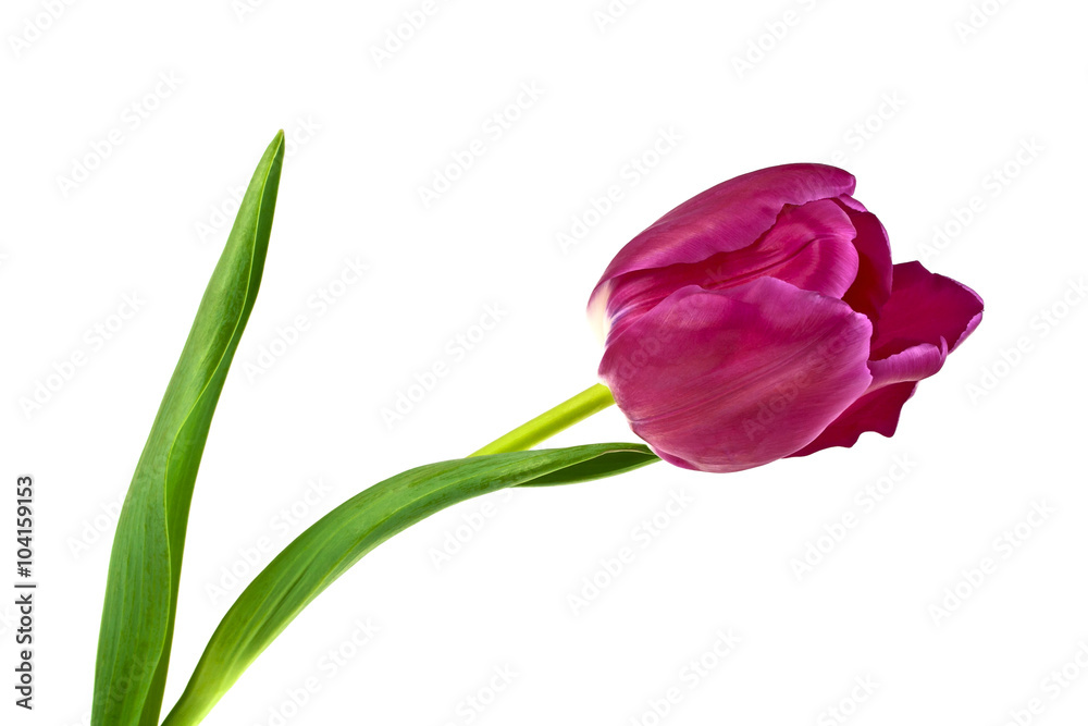 Tulip flower isolated on white background Tulip flower isolated on white background