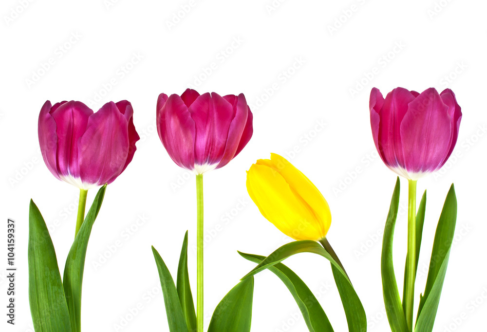 Tulip flowers isolated on white background Tulip flowers isolated on white background