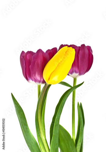 Tulip flowers isolated on white background © domnitsky