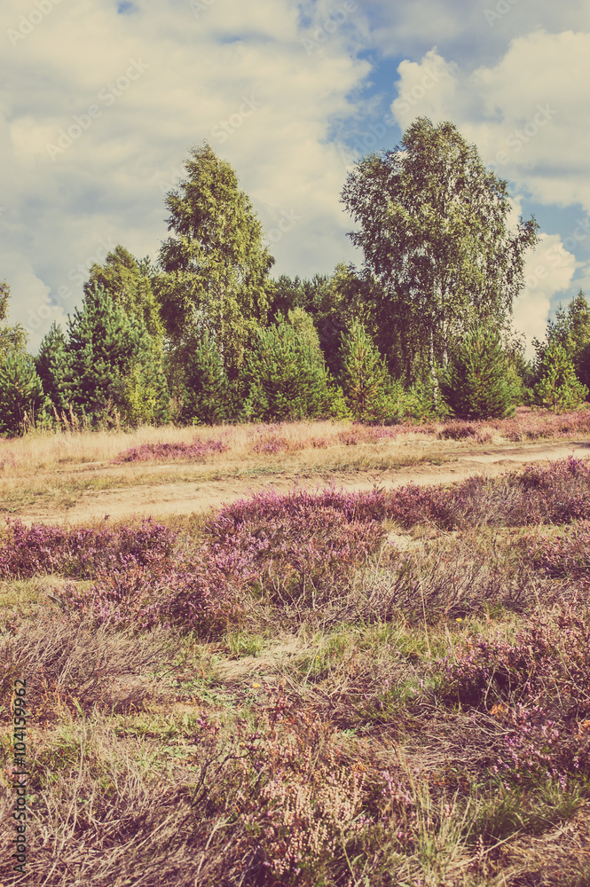 Beautiful landscape of forest with blooming heather Beautiful landscape of forest with blooming heather