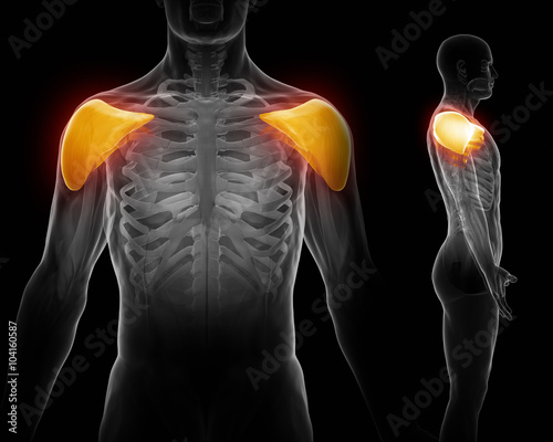Tableau sur toile Deltoid.