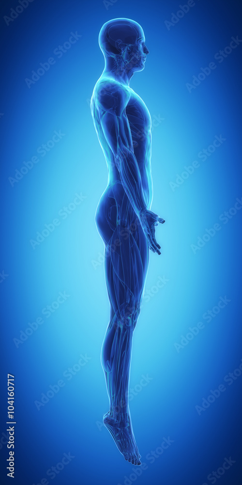 Blue man ready for muscle layer Blue man ready for muscle layer