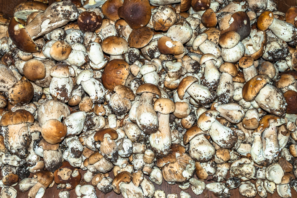 Big pile of boletus. Collection of small selected mushrooms. Big pile of boletus. Collection of small selected mushrooms.