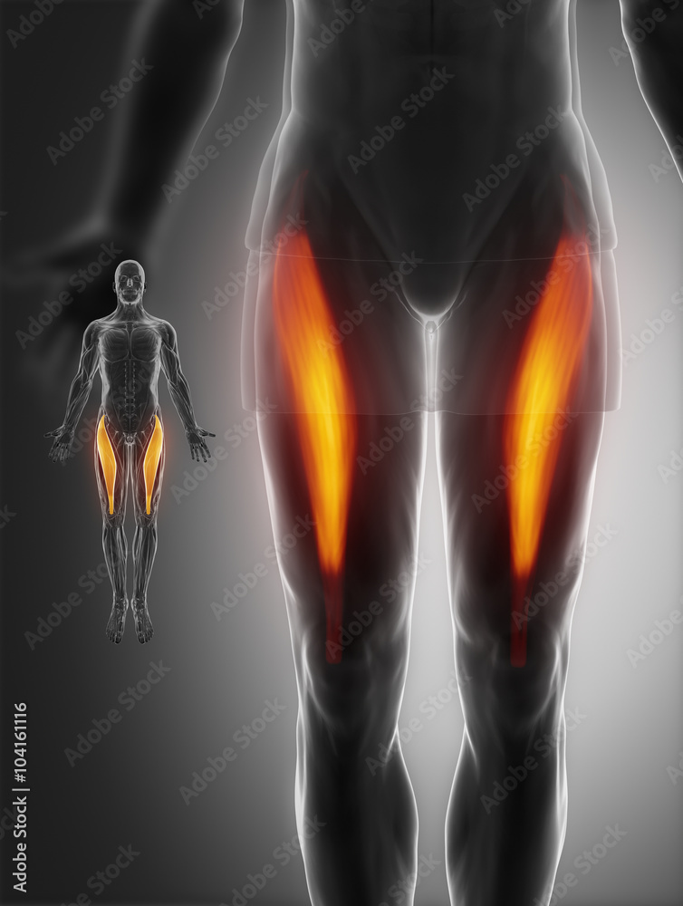 rectus femoris rectus femoris