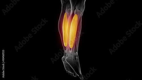 soleus - Visible muscle anatomy map photo