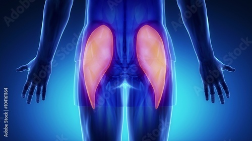 gluteus maximus - blue muscle in detail zoom in